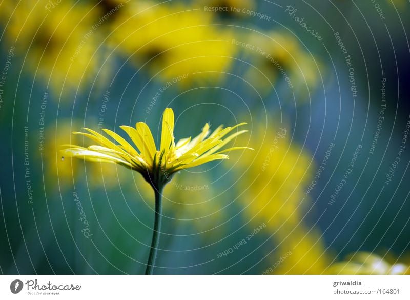 margi, single sucht ... Farbfoto mehrfarbig Außenaufnahme Nahaufnahme Textfreiraum rechts Textfreiraum unten Tag Sonnenlicht Wohlgefühl Duft Natur Pflanze