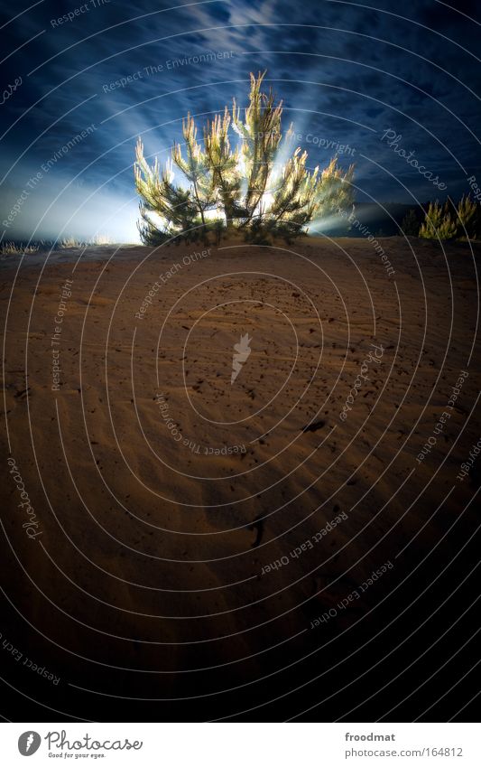 glow job Farbfoto mehrfarbig Außenaufnahme Textfreiraum unten Nacht Kunstlicht Langzeitbelichtung Starke Tiefenschärfe Froschperspektive Weitwinkel Natur