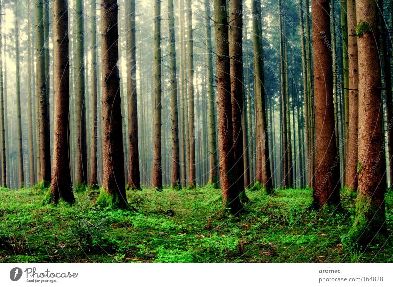 Regenwald Farbfoto Außenaufnahme Menschenleer Morgen Tag Totale Natur Landschaft Tier Frühling schlechtes Wetter Baum Gras Wald grün Stimmung ruhig