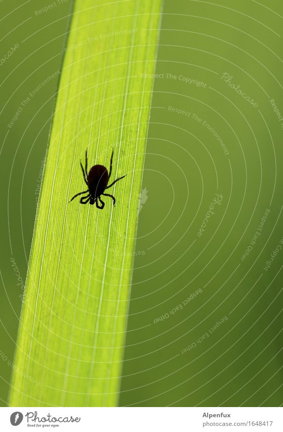 Borreliose gefälligst ? Tier Zecke 1 krabbeln trinken warten bedrohlich Ekel gruselig hässlich klein grün Appetit & Hunger Durst Angst Entsetzen gefährlich FSME