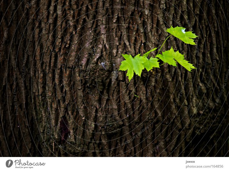 Nachwuchs Farbfoto Gedeckte Farben Nahaufnahme Detailaufnahme Strukturen & Formen Textfreiraum links Textfreiraum unten Tag Dämmerung Schatten Kontrast