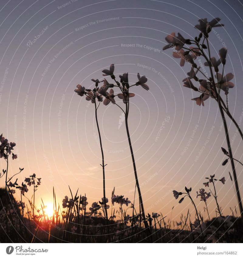 abends... Farbfoto Gedeckte Farben Außenaufnahme Nahaufnahme Menschenleer Textfreiraum oben Abend Dämmerung Sonnenaufgang Sonnenuntergang Gegenlicht