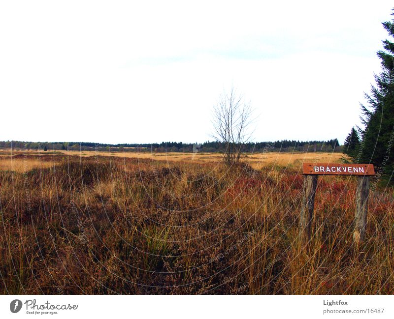 Das Brackvenn Heide Eifel Belgien Park Hohes Venn Natur Landschaft Klarheit