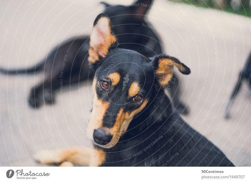 Der treuste Freund Tier Haustier Hund 1 2 Tierpaar Erholung hocken liegen Blick 2016bestätigten Sell Farbfoto Gedeckte Farben Außenaufnahme Menschenleer