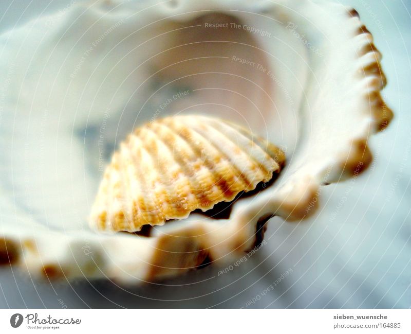 Sehnsucht nach dem Meer Natur Muschelschale Muschelform authentisch klein natürlich braun Sicherheit Schutz Farbfoto Innenaufnahme Detailaufnahme Makroaufnahme