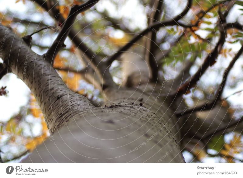 Krone Umwelt Natur Pflanze Sonnenlicht Sommer Herbst Baum Blatt Wald Ferne gigantisch nah oben unten blau braun gelb gold grün weiß Klima Umweltschutz Farbfoto