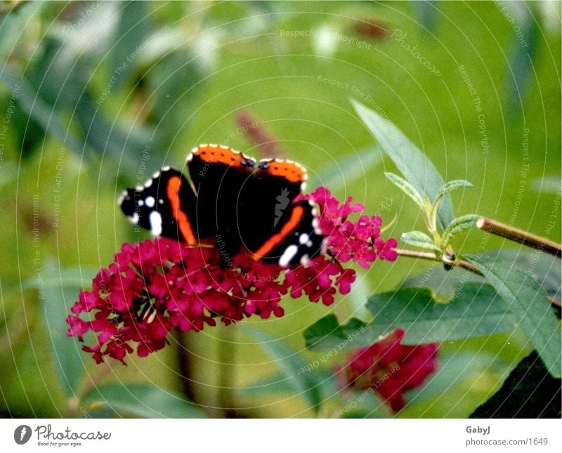 Admiral Schmetterling Insekt Metamorphose Flugtier flattern Staubfäden schmetterlingsflieder Nektar