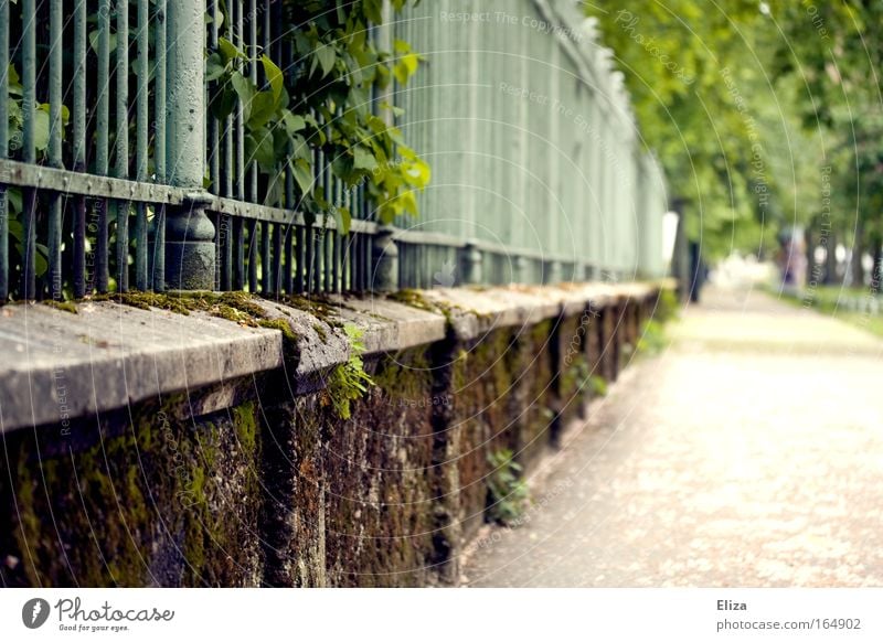 zugewachsen Farbfoto Außenaufnahme Menschenleer Tag Unschärfe Zentralperspektive Natur Landschaft Frühling Sommer Pflanze Sträucher Moos Zaun Ziel Wege & Pfade