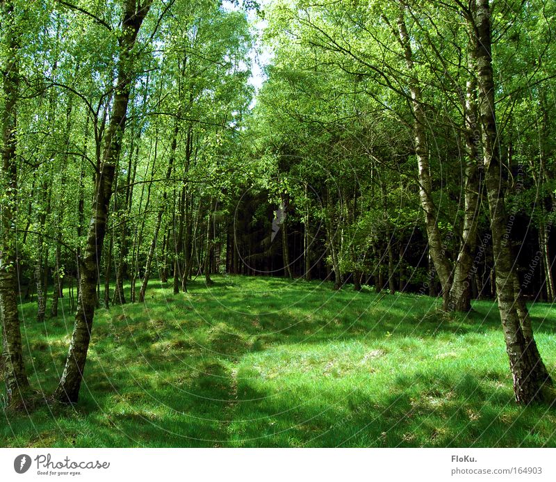 Ich glaub' ich steh im Wald Farbfoto Außenaufnahme Menschenleer Tag Licht Schatten Sonnenlicht Natur Pflanze Frühling Sommer Schönes Wetter Baum Gras Moos