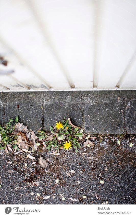 Zweisamkeit Gedeckte Farben Außenaufnahme Detailaufnahme Menschenleer Tag Vogelperspektive Blume Löwenzahn Einsamkeit Zusammensein 2 Garage