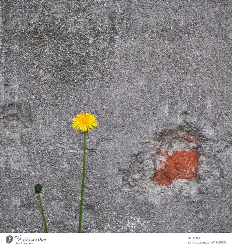 Mauerblümchen Farbfoto Außenaufnahme Textfreiraum oben Tag Freizeit & Hobby Erfolg Umwelt Natur Pflanze Blume Park Wand Blühend Wachstum authentisch trist gelb