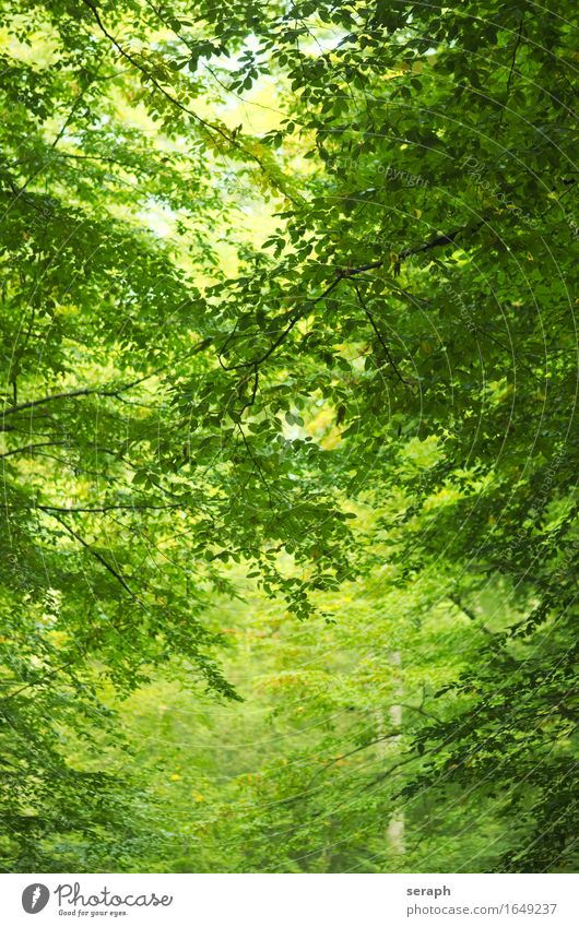 Buchenwald Baum Wald Baumstamm Zweig Ast Blatt Laubbaum Natur Umweltschutz Baumkrone Blätterdach grün Hintergrundbild Blattgrün Pflanze frisch Trieb Blattknospe