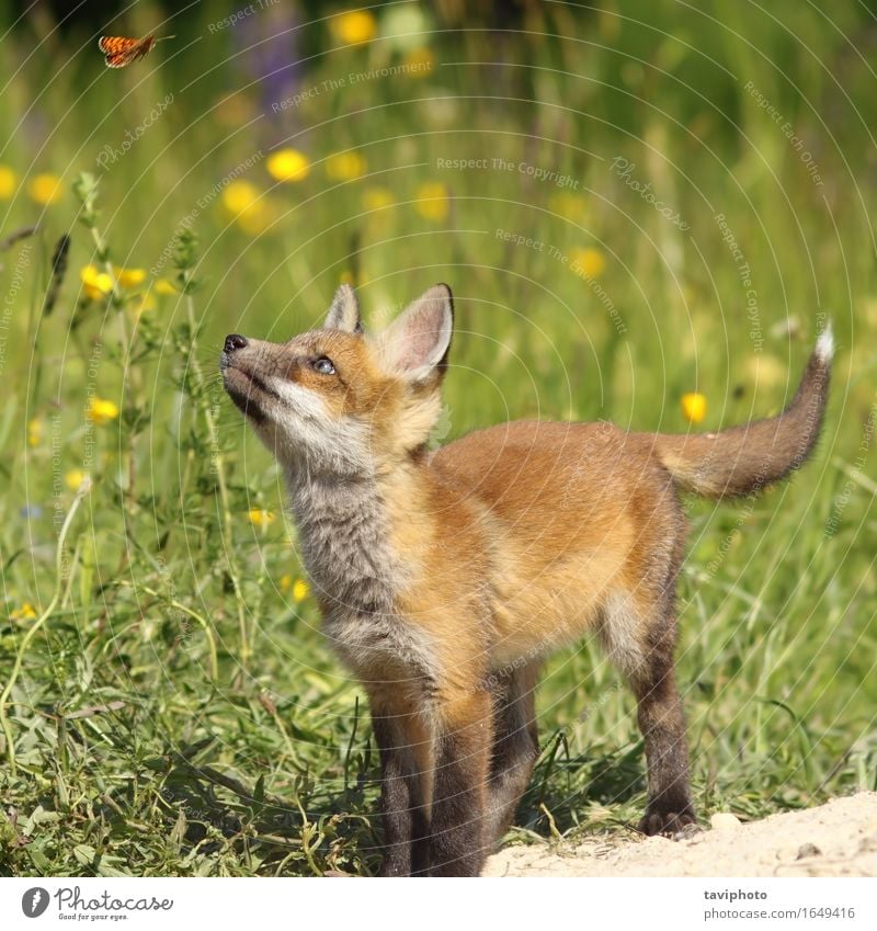 Netter Fuchswelpe, der Schmetterling sich kümmert Spielen Sommer Kind Schule Baby Jugendliche Umwelt Natur Tier Wald Pelzmantel Tierjunges entdecken frei klein