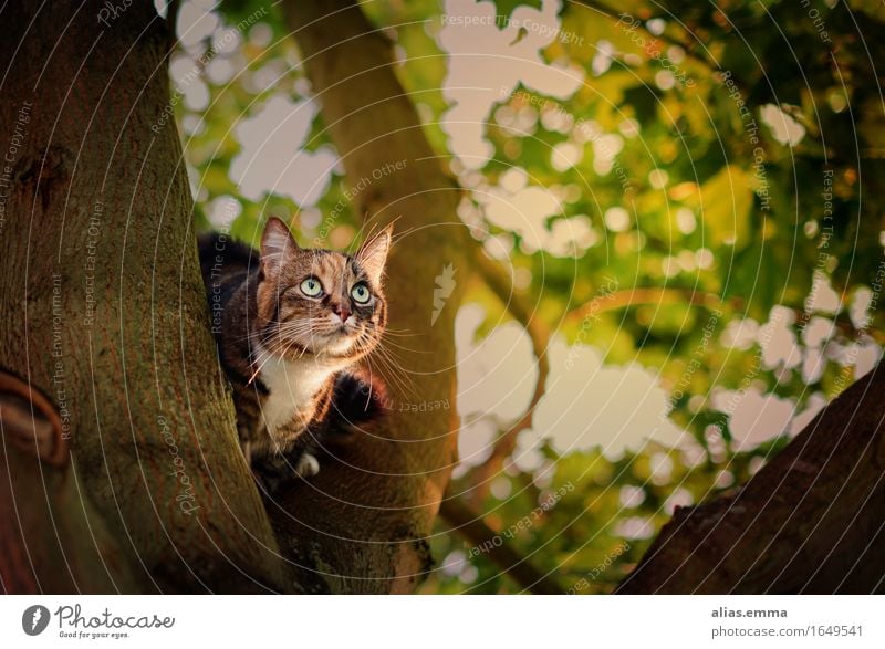 Hello?! Katze Haustier Blick Baum sitzen freilaufend Hauskatze Natur Außenaufnahme Katzenbaby niedlich beobachten Fell Tiger Auge Baumstamm Jäger Jagd