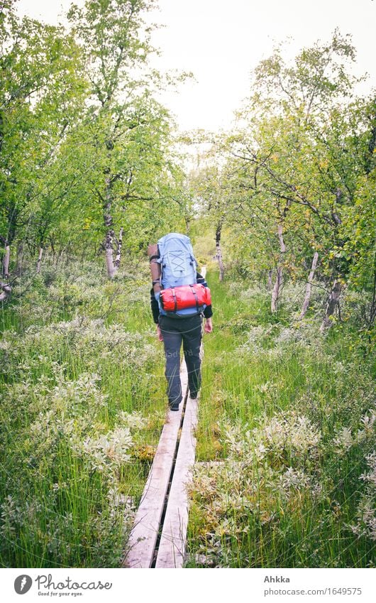 Ab ins Grüne Ausflug Abenteuer Ferne wandern feminin 1 Mensch Natur Wald Moor Sumpf Wege & Pfade Rucksack Rucksackurlaub Holz Bewegung grün Vertrauen Sicherheit