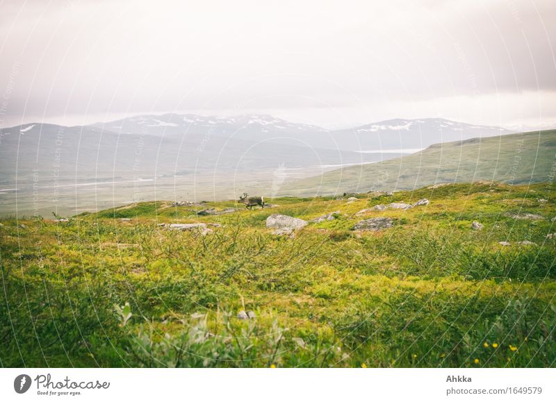 Ren Natur Landschaft Schönes Wetter Regen Berge u. Gebirge Rentier Ferne frei grün Gelassenheit ruhig einzigartig entdecken Gesundheit Wege & Pfade Farbfoto