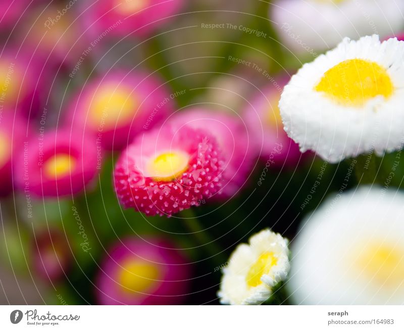 Gänseblümchen Blume Blumenwiese Wiese Gras Sommerlaune blooms flower goose flower Natur Hintergrundbild bloom-plant pflanzlich geblümt flora Botanik