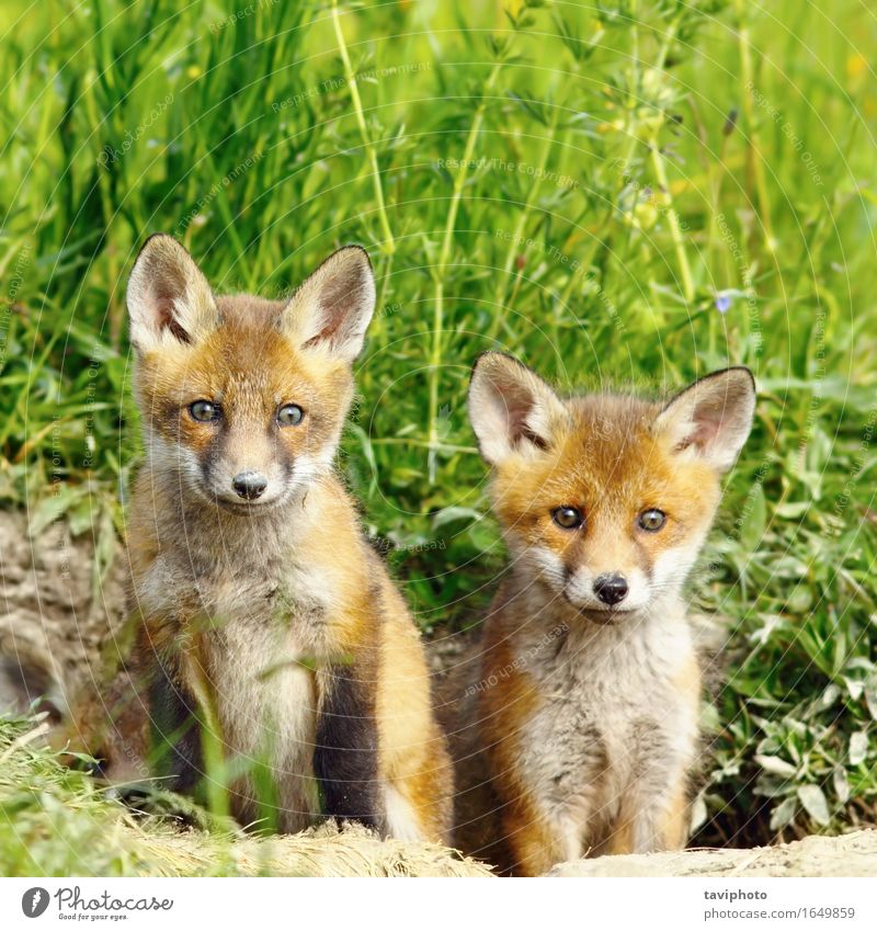 Rotfuchs Brüder schön Jagd Baby Familie & Verwandtschaft Kindheit Natur Tier Wald Pelzmantel Tierjunges Zusammensein klein natürlich niedlich wild braun rot