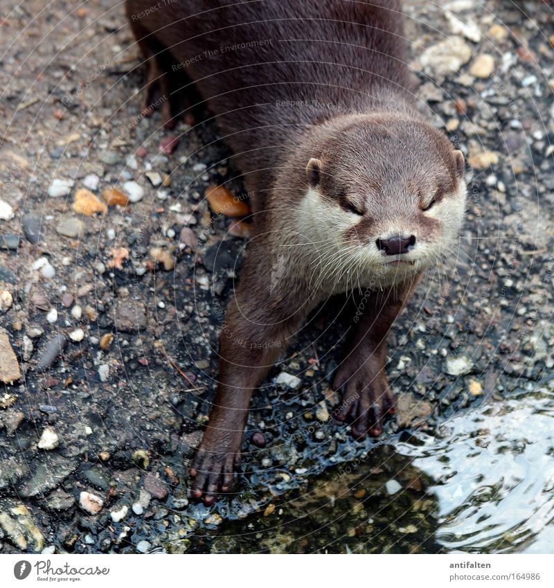 Der Otter Tier Wildtier Tiergesicht Fell Pfote Zoo 1 Stein Sand Wasser Blick ästhetisch Coolness elegant glänzend listig natürlich Neugier braun grau Tatkraft