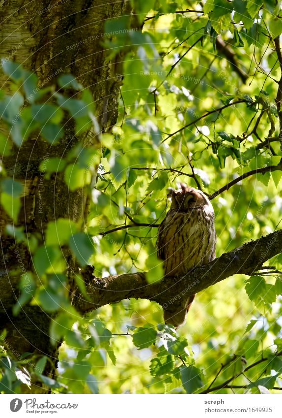 Dösen Halbschlaf schlafen Waldohreule Eulenvögel Greifvogel Vogel Natur Baum Ast Feder Wildtier Blatt Baumkrone Weisheit Symbole & Metaphern Flügel sitzen