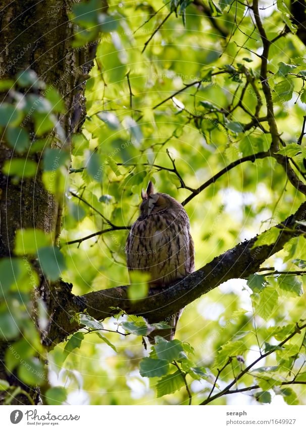 Waldohreule Halbschlaf schlafen Eulenvögel Greifvogel Vogel Natur Baum Ast Feder Wildtier Blatt Baumkrone Weisheit Symbole & Metaphern Flügel sitzen Tierschutz