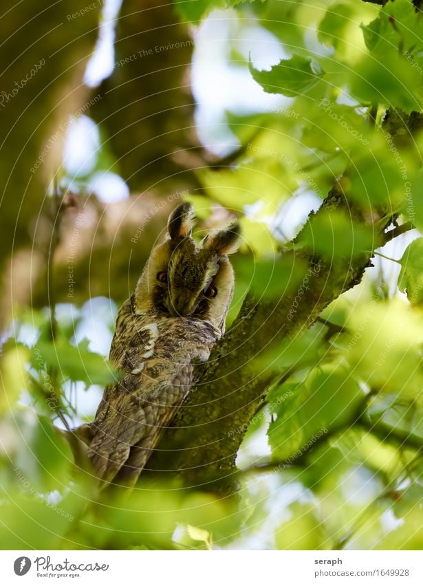 Waldohreule Eulenvögel Vogel Feder Baum Natur Wildtier Tierporträt Ast Zweig Blatt Buche Umwelt Greifvogel Landraubtier Schlafplatz sitzen beobachten