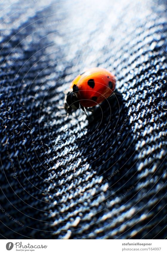 Shadybug Farbfoto Außenaufnahme Nahaufnahme Textfreiraum oben Textfreiraum unten Schatten Gegenlicht Schwache Tiefenschärfe Tier Käfer 1 einzigartig blau rot