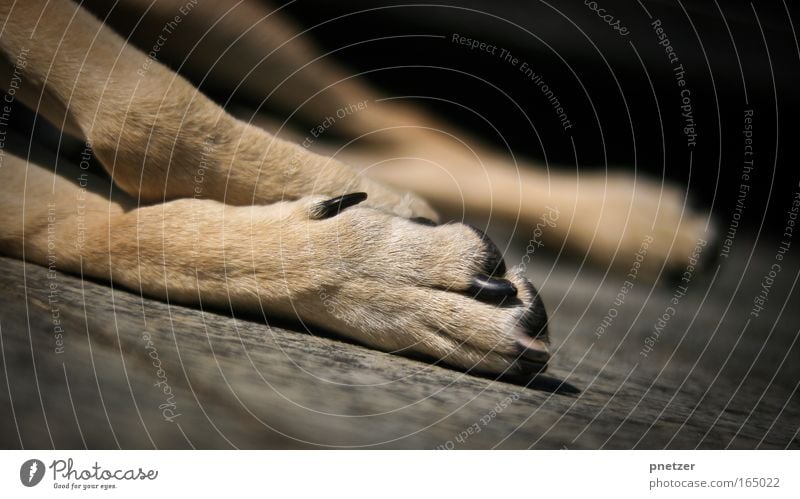 Pfote Farbfoto Gedeckte Farben Außenaufnahme Nahaufnahme Detailaufnahme Textfreiraum rechts Textfreiraum oben Hintergrund neutral Dämmerung Schatten Kontrast