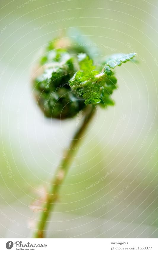 Entfaltung Natur Pflanze Sommer Farn Blatt Grünpflanze Wildpflanze Wald klein grau grün Echte Farne Farnblatt winzig Makroaufnahme Hochformat eingerollt