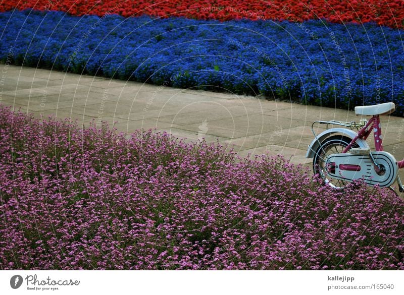 kinder-garten Menschenleer Garten Fahrrad Kindererziehung Kindergarten Fahrschule 3-8 Jahre Kindheit Umwelt Natur Pflanze Frühling Sommer Blume Park Verkehr