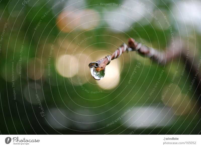 Gleich fällt er, der Tropfen Farbfoto Außenaufnahme Nahaufnahme Detailaufnahme Menschenleer Tag Abend Zentralperspektive Umwelt Natur Wasser Wassertropfen