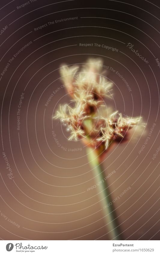 \ Natur Pflanze Frühling Sommer Gras Blüte Blühend natürlich braun grün Binsen Wasserpflanze Farbfoto Außenaufnahme Nahaufnahme Detailaufnahme Makroaufnahme