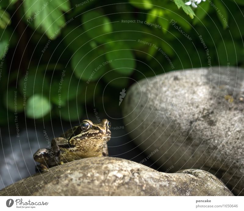 froschauge sei wachsam Frühling Sommer Schönes Wetter Pflanze Garten Teich Tier Wildtier Frosch 1 Stein authentisch Coolness Idylle Pause Perspektive Froschauge