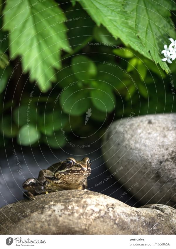 mitquaken Sommer Schönes Wetter Teich Tier Frosch 1 Zeichen Coolness Optimismus Gelassenheit Märchen König Verhext Stein grün Blüte weiß Waldmeister