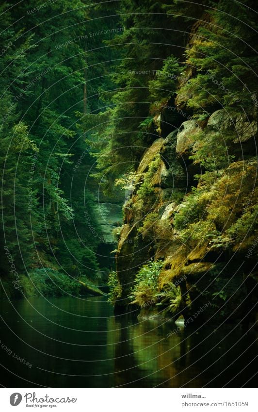 Edmundsklamm in der Böhmischen Schweiz Natur Landschaft Pflanze Baum Felsen Fluss Bach Felsenschlucht Stille Klamm Elbsandsteingebirge Böhmische Schweiz