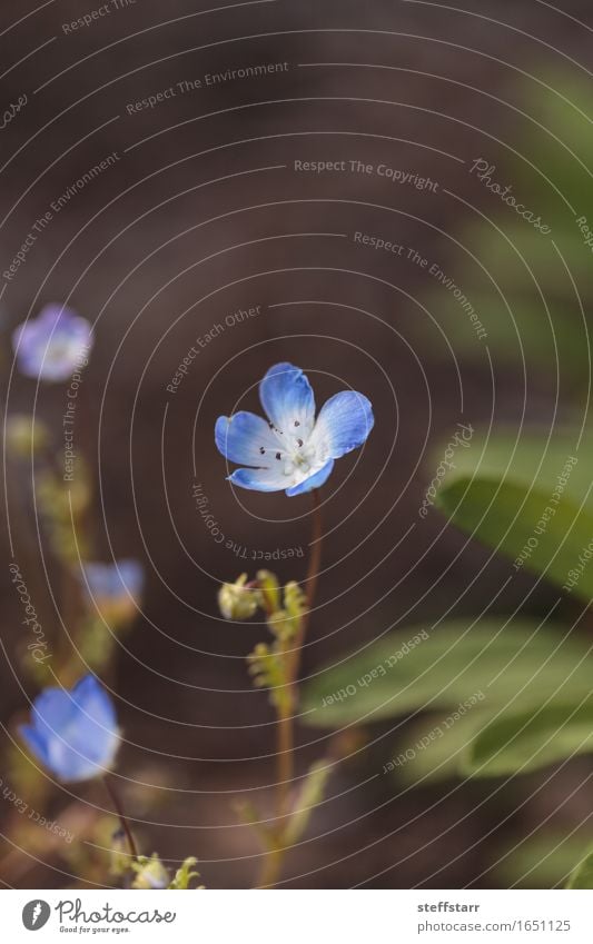 Blaue Nemophila Baby Blue Eyes Blume Frühling Pflanze Blatt Blüte Wildpflanze frei Fröhlichkeit frisch blau grün weiß schön friedlich Farbfoto Makroaufnahme