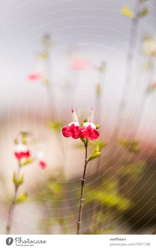 Rote und weiße heiße Lippen Salvia-Blumen Frühling Pflanze Blatt Blüte Wildpflanze Herz Liebe Erotik rosa rein Farbfoto Makroaufnahme Morgen