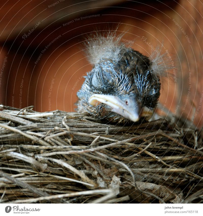 hochgewürgtes, immer gibt es nur hochgewürgtes! Farbfoto Gedeckte Farben Außenaufnahme Textfreiraum links Textfreiraum unten Schwache Tiefenschärfe Tierporträt