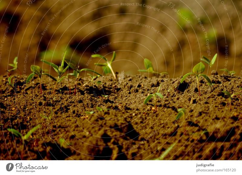 Acker Farbfoto Außenaufnahme Nahaufnahme Textfreiraum oben Tag Sonnenlicht Froschperspektive Landwirtschaft Forstwirtschaft Natur Pflanze Erde Frühling Sommer