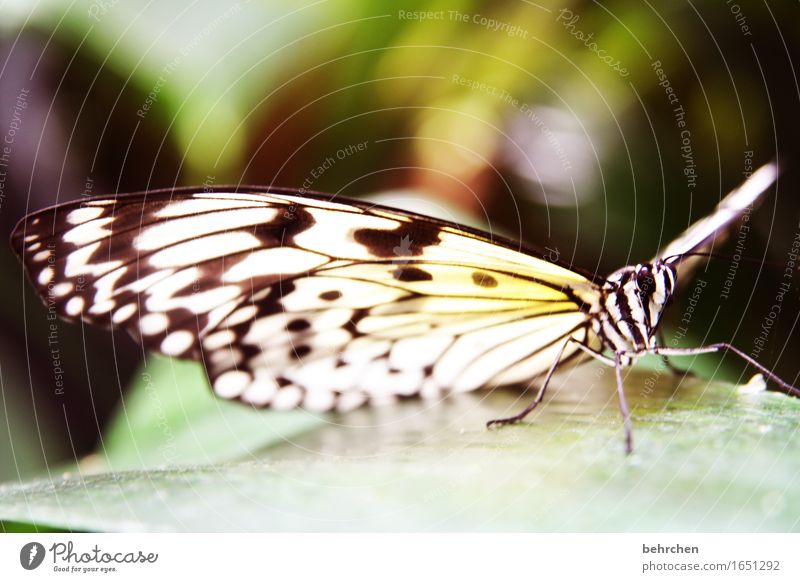 anmut Natur Pflanze Tier Baum Sträucher Blatt Garten Park Wiese Wildtier Schmetterling Tiergesicht Flügel Weiße Baumnymphe 1 beobachten Erholung fliegen Fressen