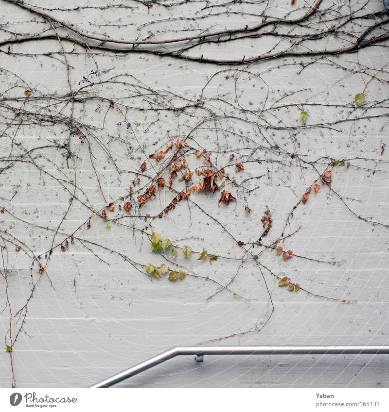 Führe mich ... Gedeckte Farben Pflanze Efeu Farn Menschenleer Parkhaus Mauer Wand Treppe Fassade Fußgänger Stein alt festhalten braun grau grün Treppengeländer