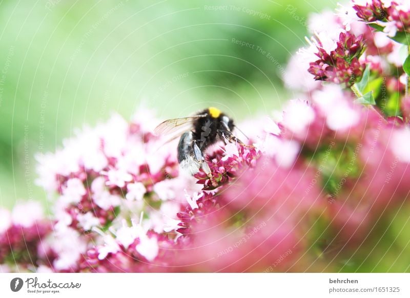 gewürzrausch Natur Pflanze Tier Sommer Schönes Wetter Blume Blatt Blüte Kräuter & Gewürze Majoran Oregano Thymian Garten Park Wiese Wildtier Tiergesicht Flügel