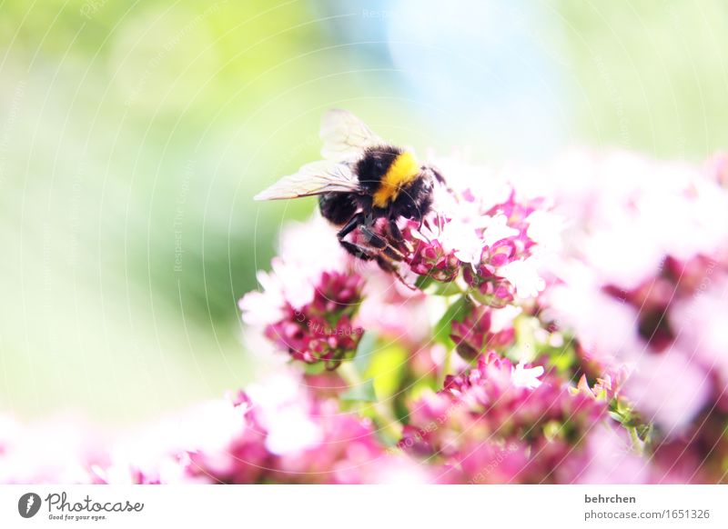 hummelig Natur Pflanze Tier Sommer Schönes Wetter Blatt Blüte Kräuter & Gewürze Majoran Thymian Oregano Garten Park Wiese Wildtier Flügel Hummel 1 Blühend Duft