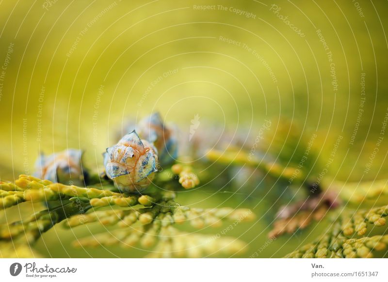 Beerchen Natur Pflanze Frühling Baum Blatt Grünpflanze Zweig Konifere Beeren Zapfen frisch blau grün Farbfoto mehrfarbig Außenaufnahme Nahaufnahme Makroaufnahme