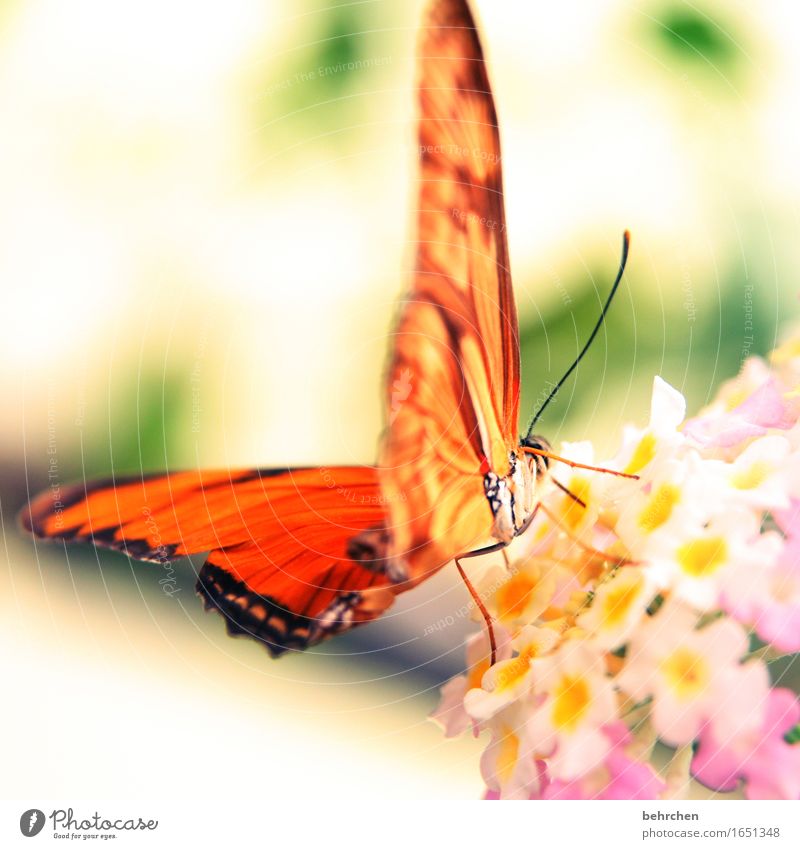 sonnenschein Natur Pflanze Tier Blume Blatt Blüte Garten Park Wiese Wildtier Schmetterling Tiergesicht Flügel 1 beobachten Blühend Duft Erholung fliegen Fressen