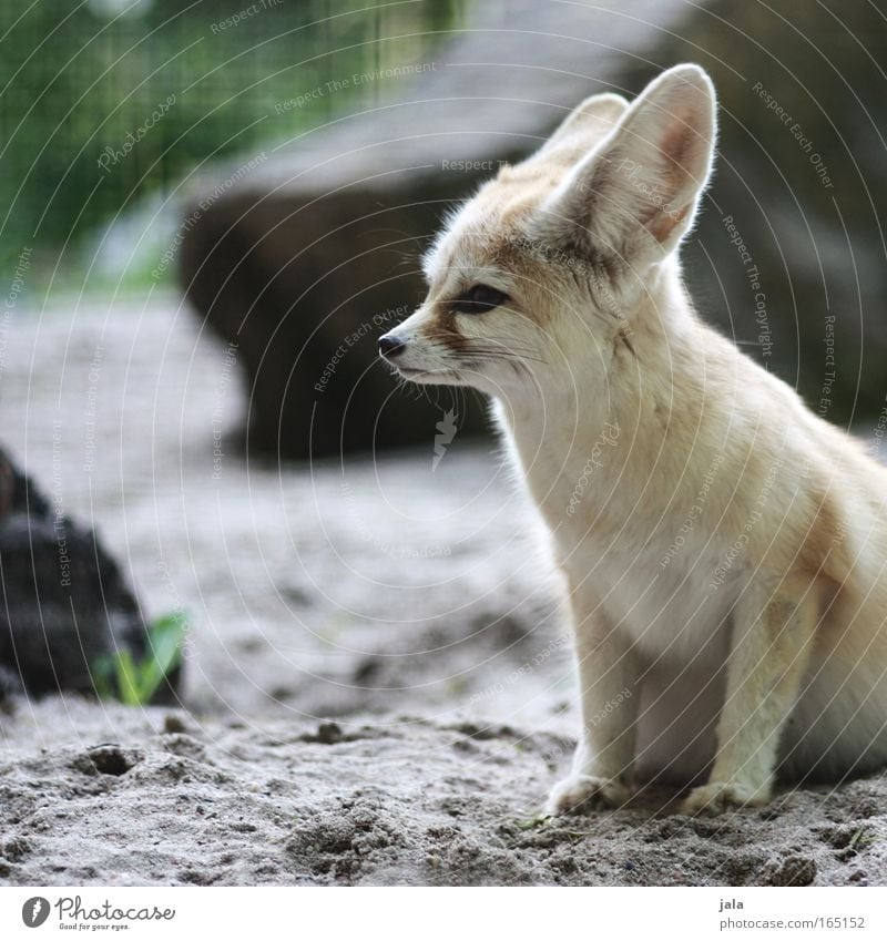 Füchsle Farbfoto Außenaufnahme Menschenleer Tag Tierporträt Wegsehen Wildtier Hund Tiergesicht Fell Zoo Fuchs Fennek Wüstenfuchs 1 kuschlig klein Landraubtier