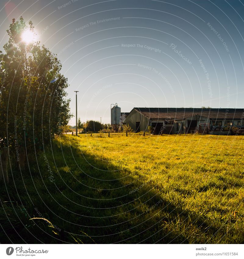 Auf Ummanz Umwelt Natur Landschaft Pflanze Wolkenloser Himmel Horizont Klima Schönes Wetter Baum Gras Sträucher Wiese Rügen Stall Straßenbeleuchtung leuchten