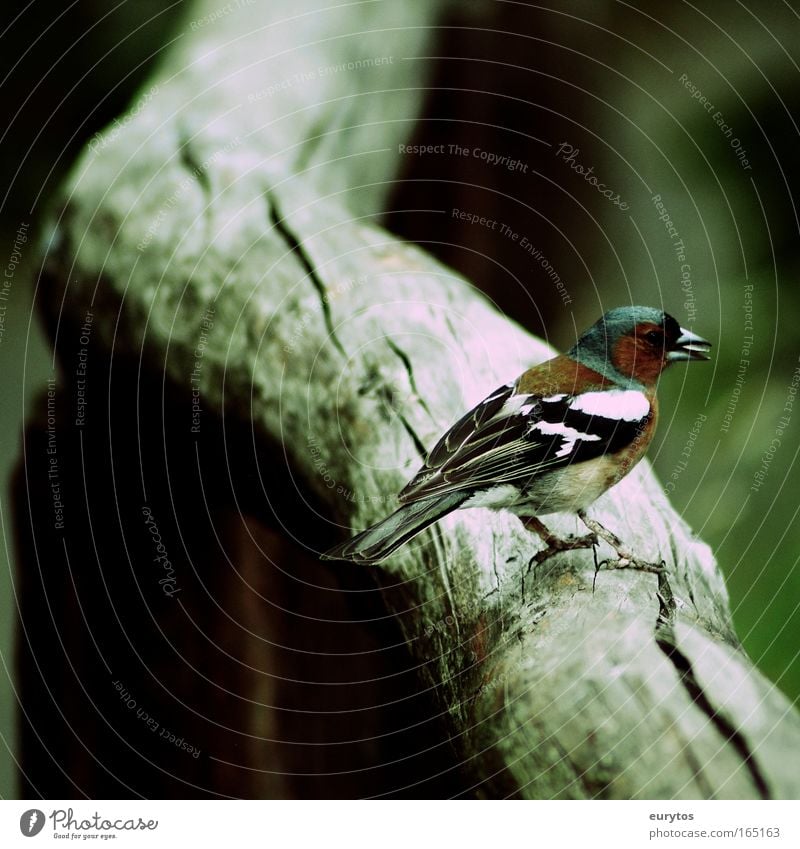 Der Buchfink Farbfoto Außenaufnahme Nahaufnahme Textfreiraum links Textfreiraum unten Schatten Kontrast Silhouette Zentralperspektive Tierporträt