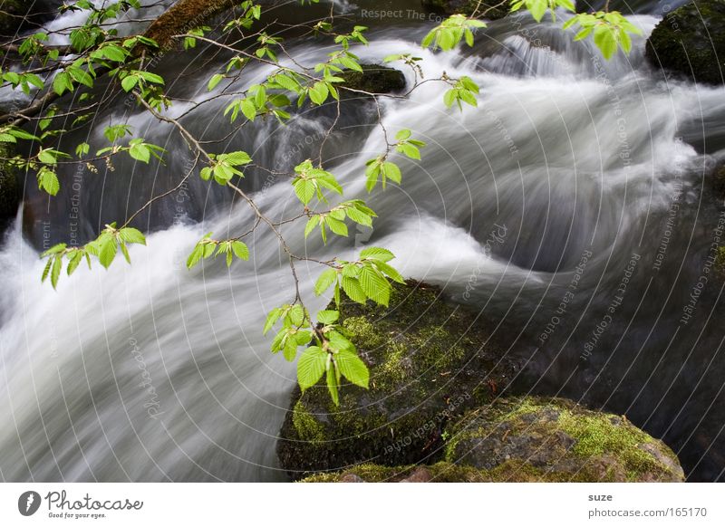 Im Triebtal Umwelt Natur Landschaft Wasser Klima Schönes Wetter Felsen Flussufer Bach Stein außergewöhnlich fantastisch frisch nass schön grün Wachstum