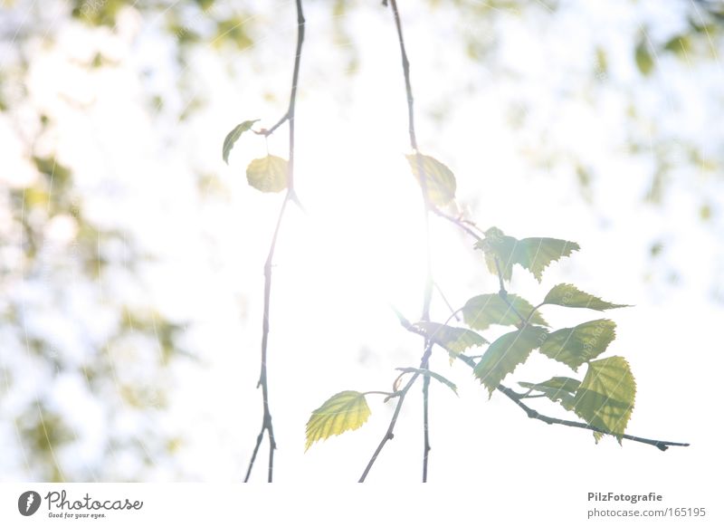 Widerschein Farbfoto Außenaufnahme Menschenleer Tag Sonnenlicht Sonnenstrahlen Gegenlicht Schwache Tiefenschärfe Zentralperspektive Umwelt Natur Frühling Sommer